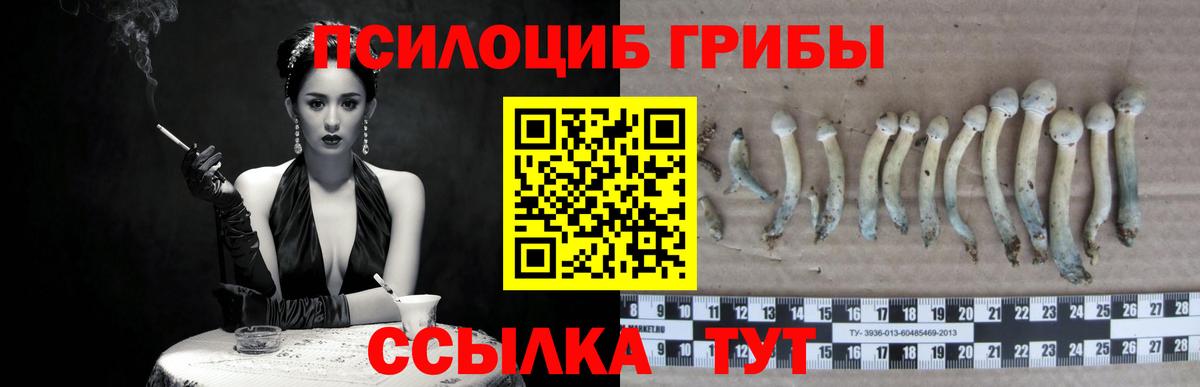 Галлюциногенные грибы Psilocybe  Буйнакск 